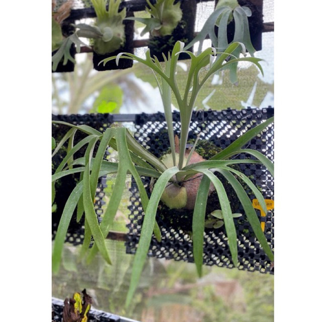 Platycerium veitchii