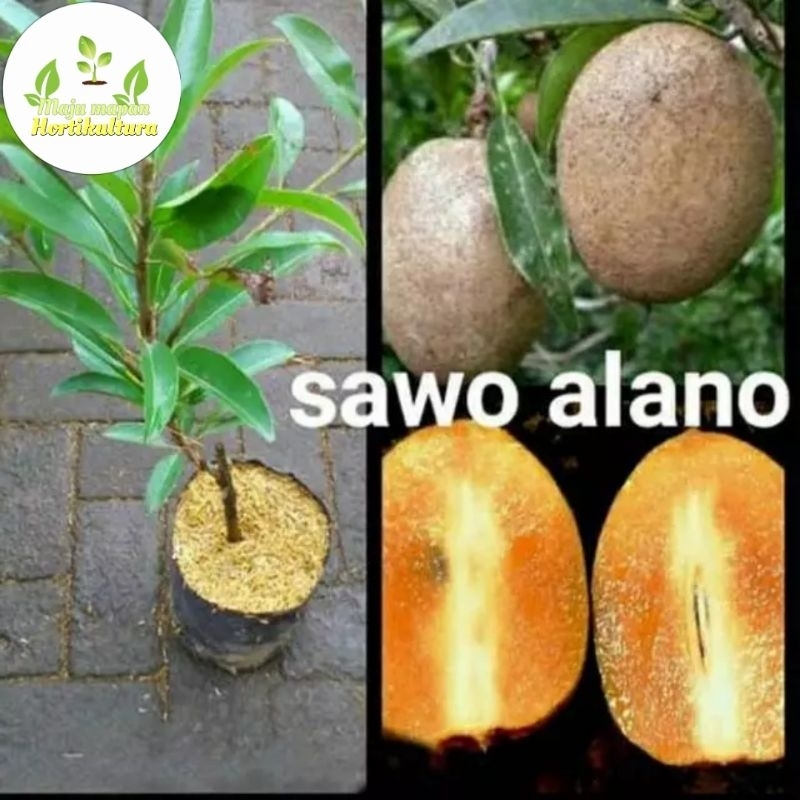 BIBIT SAWO ALANO JUMBO/SAWO ALANO CSNGKOK BERAKAR SIAP TANAM