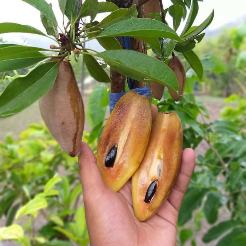 Bibit Buah | Sawo Mentimun | Bibit Cangkok Jamin Cepat Berbuah.