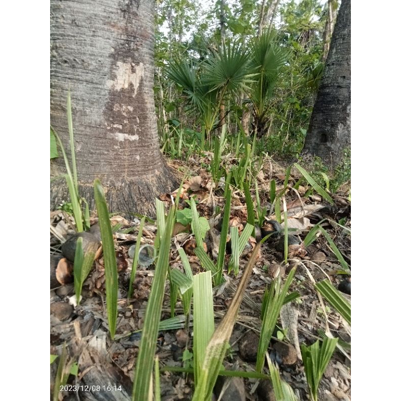 BIBIT POHON LONTAR / SIWALAN Hidup Siap Tanam (PROMO TERBATAS) HADIAH 1 BIBIT Baca deskripsi