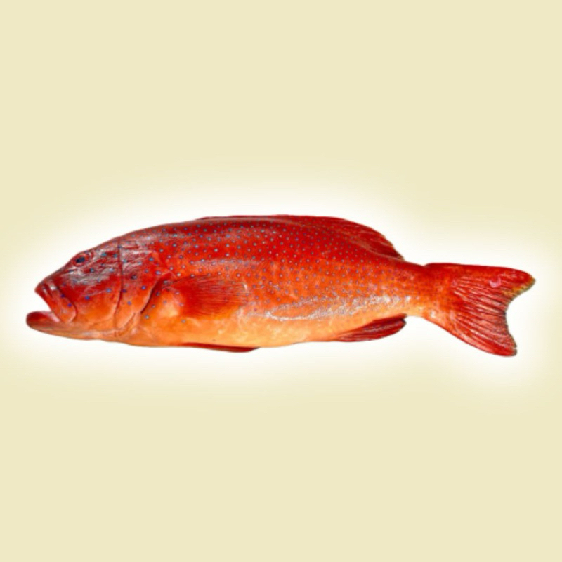 

(KIRIM CEPAT) Ikan Kerapu Merah