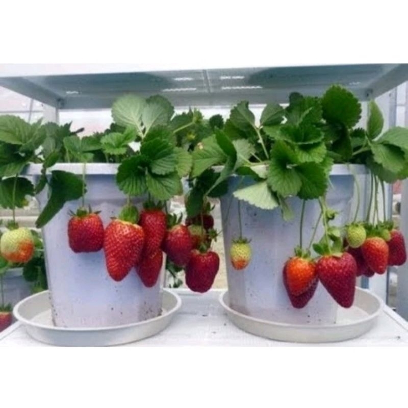 bibit strawberry jumbo manis