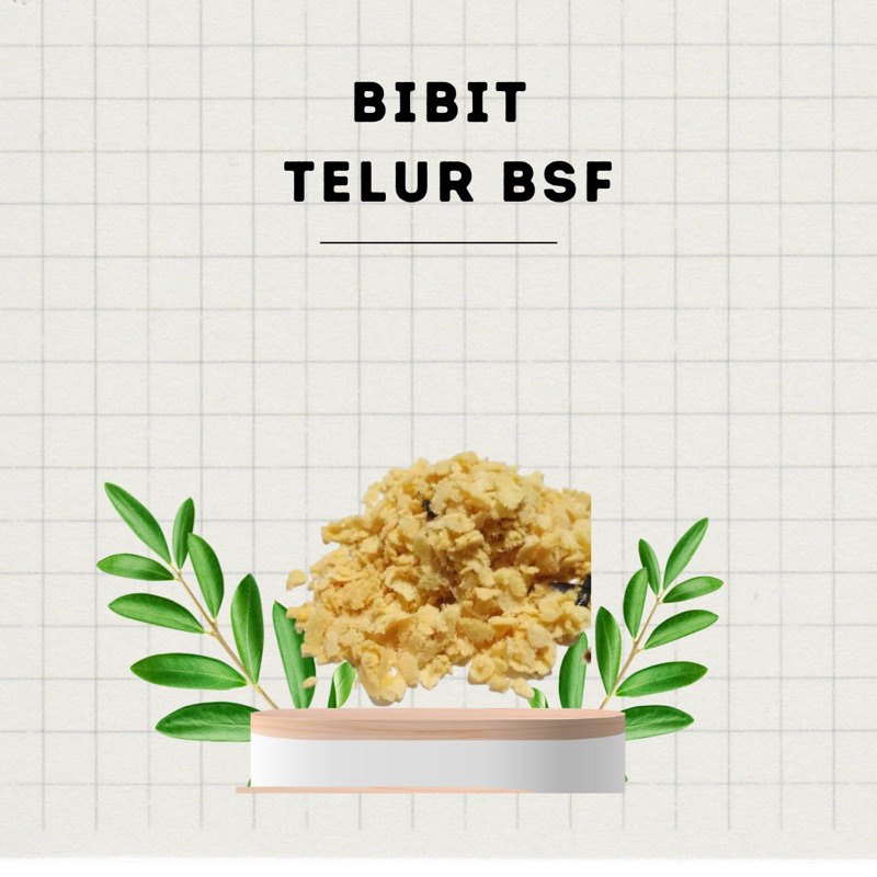 Telur Maggot BSF Lalat Black Soldier Fly Indukan Super Bibit
