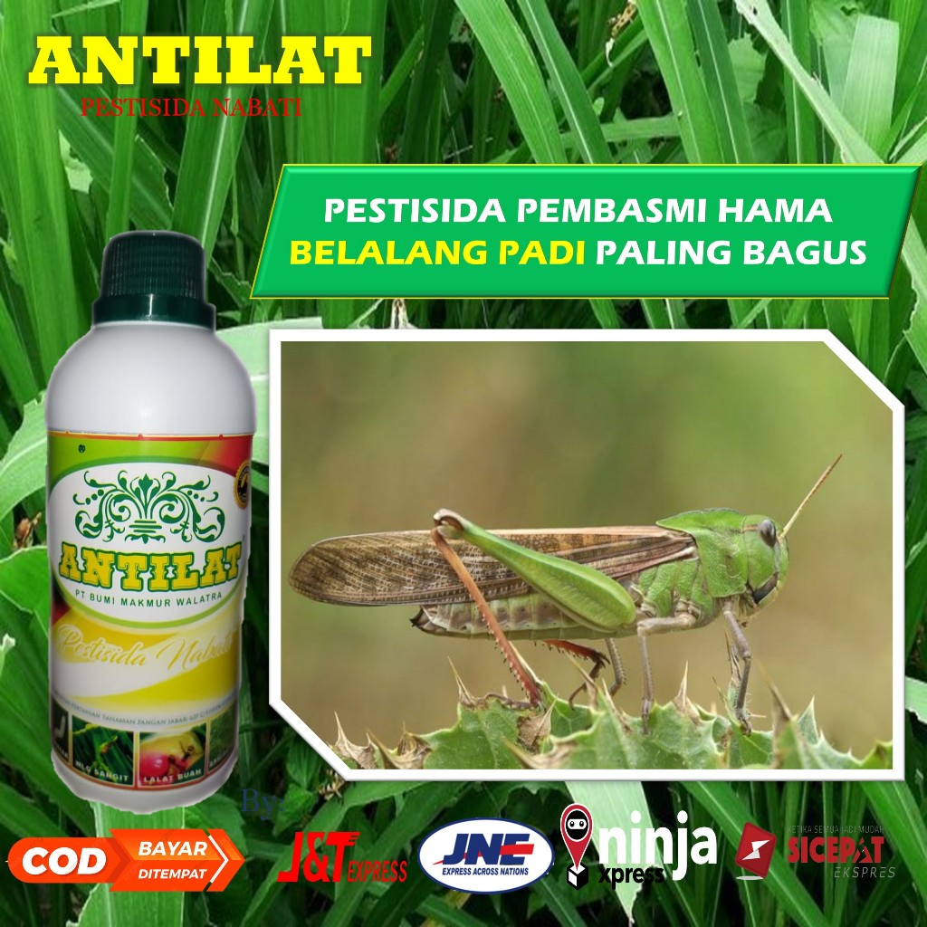 ANTILAT Pestisida Nabati Obat Semprot Untuk Membasmi Hama Belalang Padi Paling Ampuh