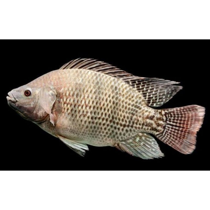 

ikan mujair fresh 1kg