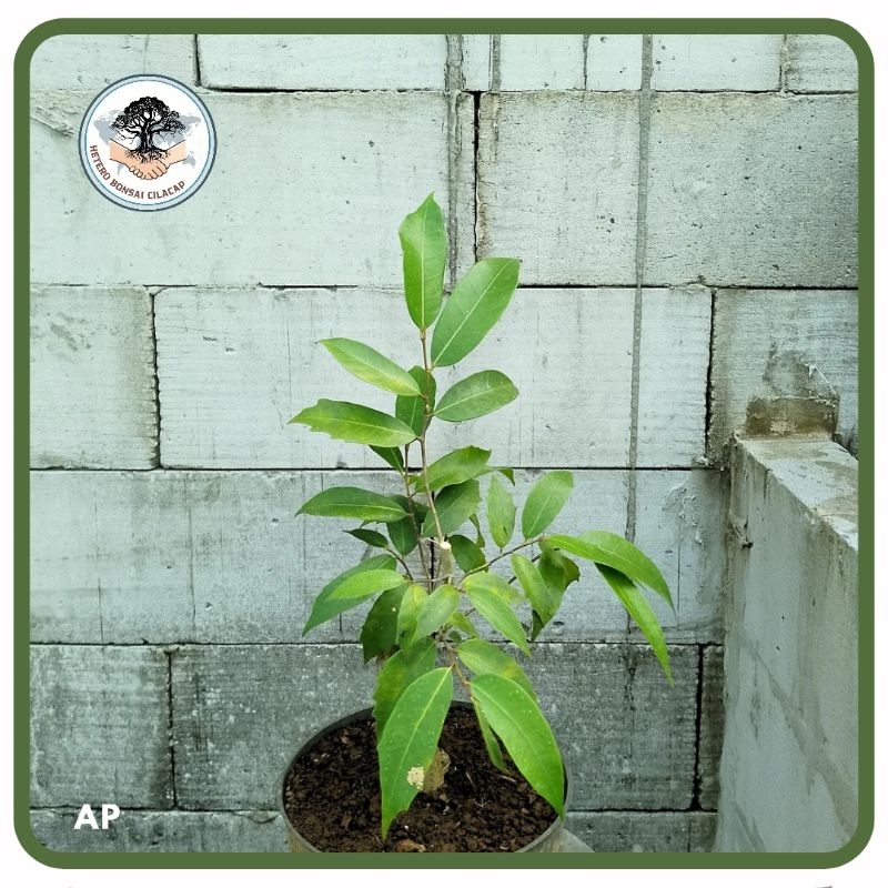 Bibit Bonsai Amplas Putih Realpic