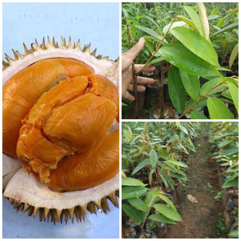 Pohon durian super tembaga