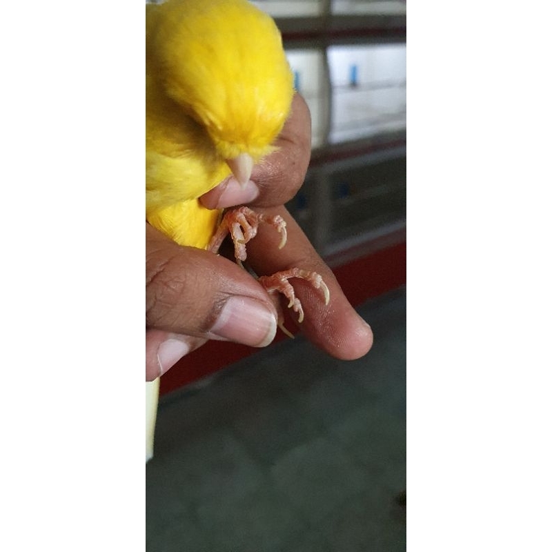 pejantan kenari yorkshire ring tiara bandung