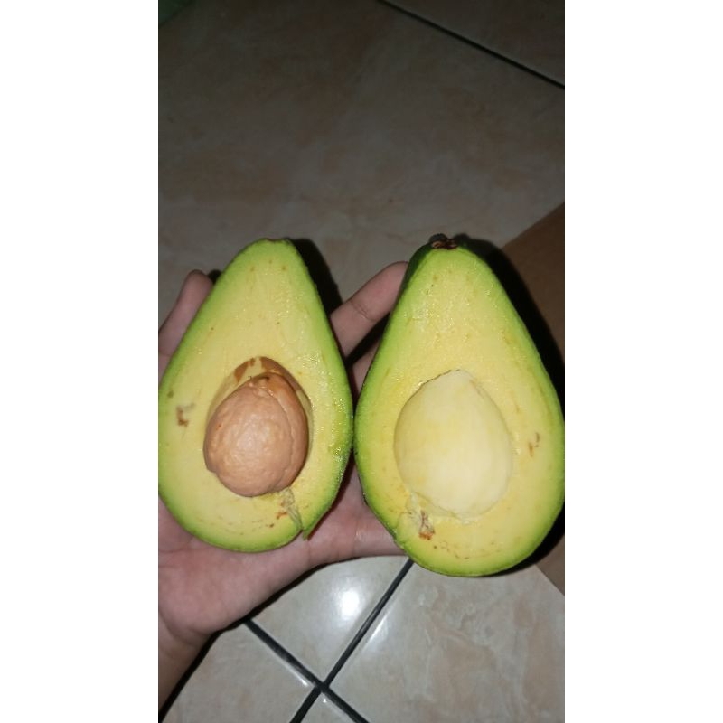 

AlpukatMentegaSolo