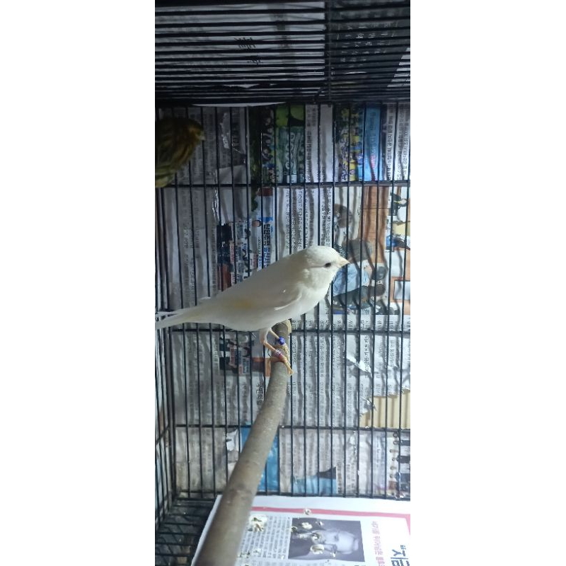 KENARI F1YS GOOD POSTUR