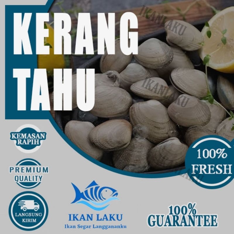 

KERANG TAHU PREMIUM FRESH TERMURAH BERGARANSI IKAN LAKU IKAN SEGAR IKAN BEKU