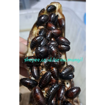 Big Sale Umpan mancing galatama lele umpan hidup kecoa batu / kecoa tanah / terlak