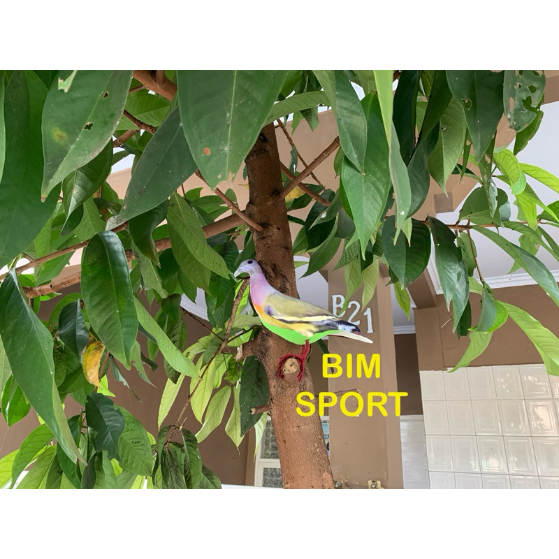 Patung Jontrot Decoy Burung Punai Gading betina