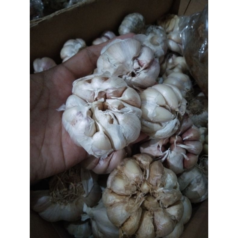 

bawang putih 1kg