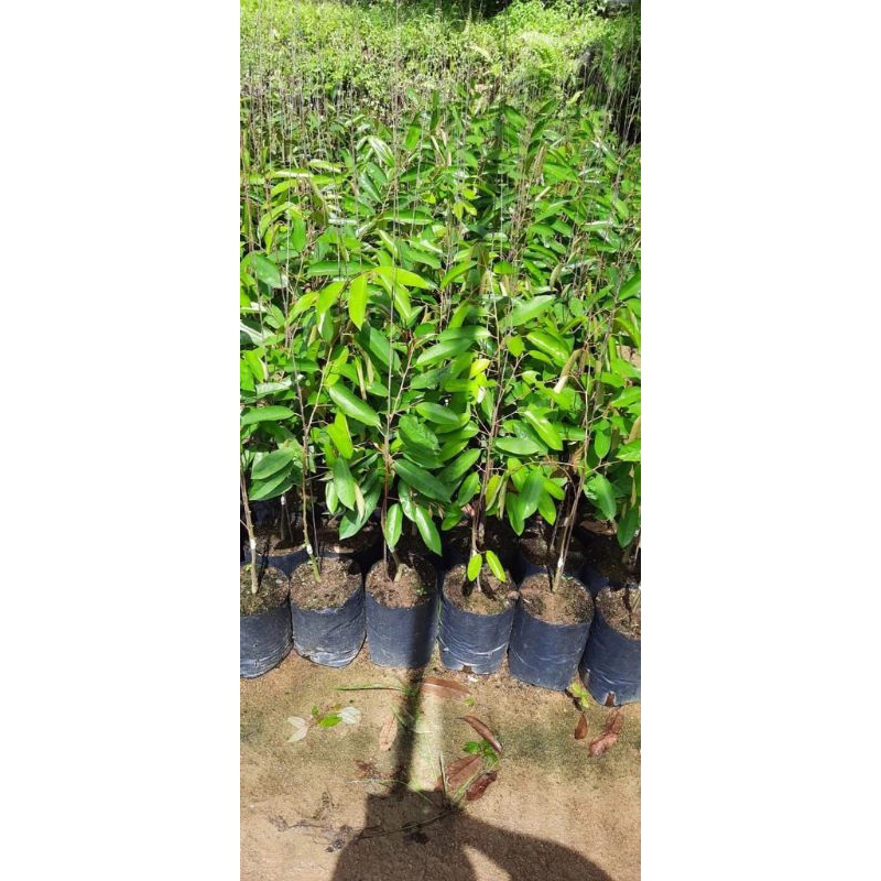 Bibit"Duren Kenji Hasil Stek Okulasi Tempel Cepat Berbuah