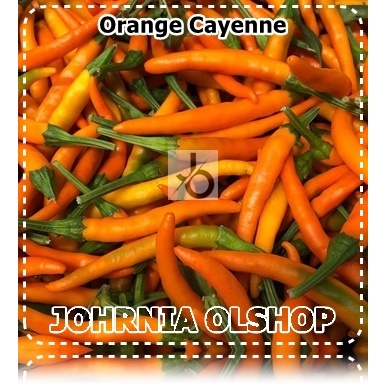 Johrnia 5 Benih Biji PEPPER Orange Cayenne