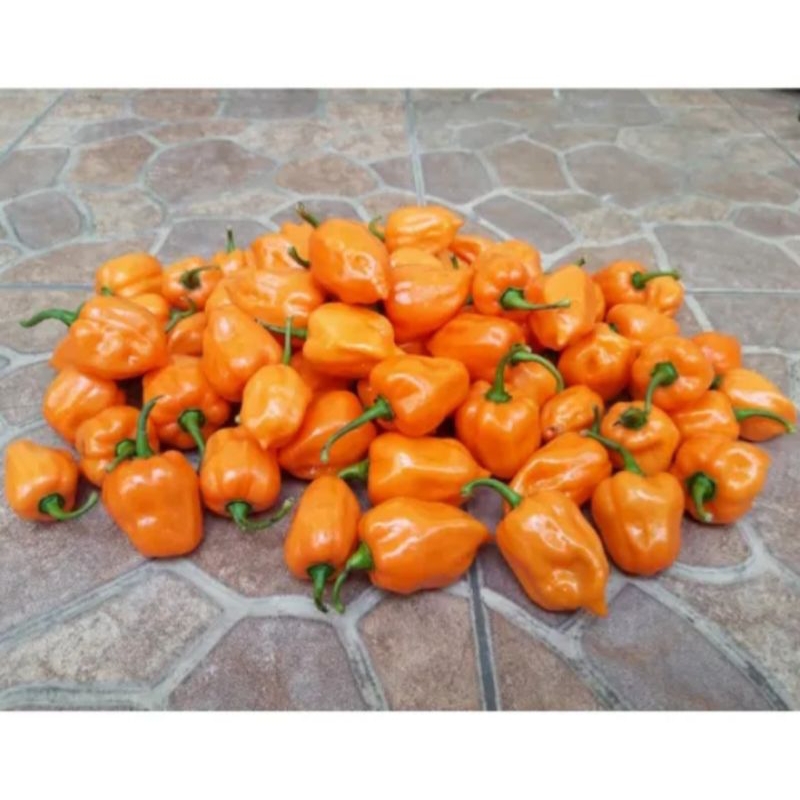 

CABE HABANERO ORANGE 10 BIJI bibit unggul buah cabe ini sangat Pedas dan populer