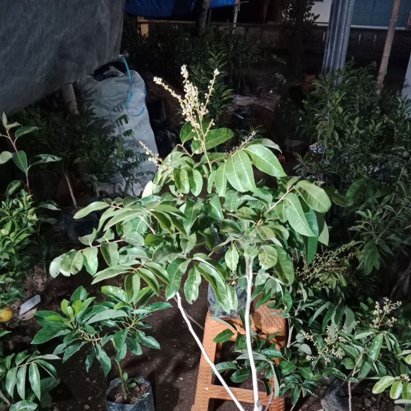 bibit kelengkeng matalada tinggi besar berbunga dan berbuah