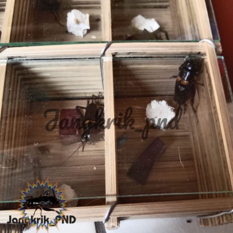 kandang jangkrik aduan 15 slot / rumah jangkrik / kandang harian jangkrik aduan