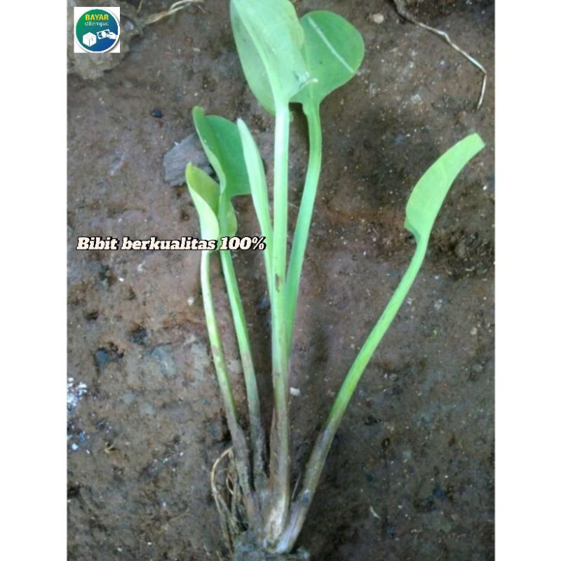 Bibit genjer gendot eceng sayur siap tanam