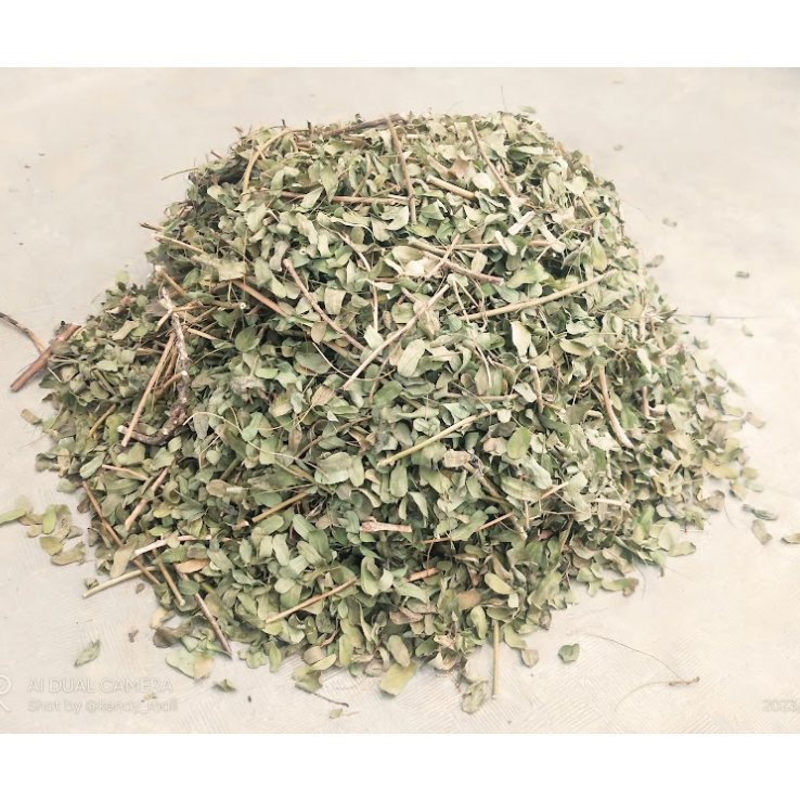 

Daun Saga Kering / Daun Sogo Kering / Daun Seuge Kering Alami