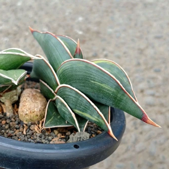 sansevieria rorida varigata (anaknya ajah)