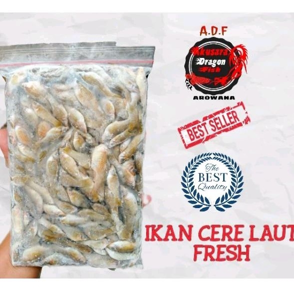 Ikan Cere Laut Beku Pakan Ikan Predator Pakan Ikan Hias Dll 500gr