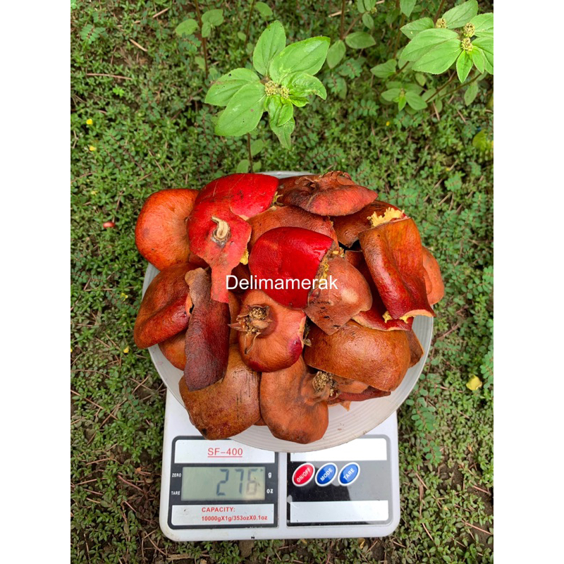 

Kulit buah delima merah (sudah kering) 25gr