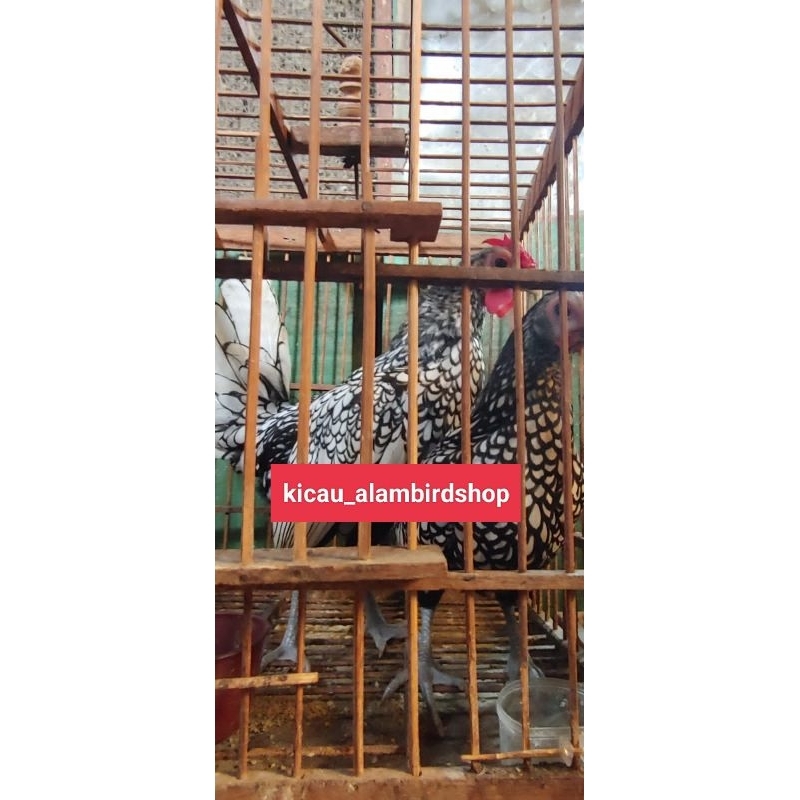 AYAM BATIK ITALY SEPASANG