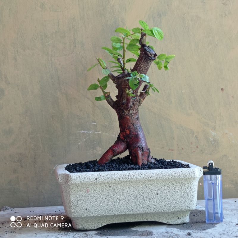 bahan bonsai bidara arab di kirim sama potnya realpic