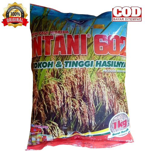 INTANI 602 BENIH PADI HIBRIDA  1KG