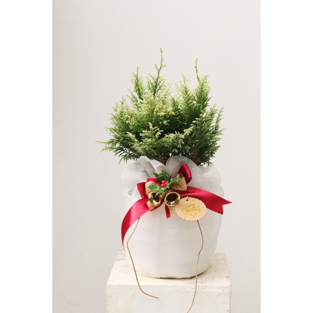 

Hampers Natal Unik Ngeboon : the Holy Pots! Cemara Kinoki Putih