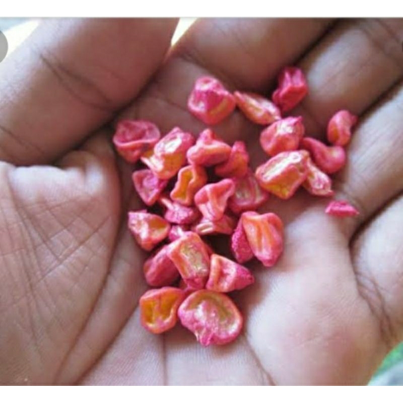 

GROSIR BENIH BIBIT BIJI JAGUNG MANIS SUPER UNGGUL 250 BUTIR