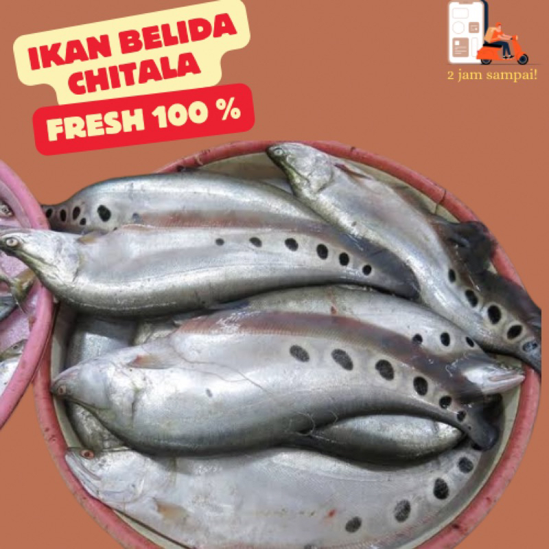 

Ikan Belida Chitala Belido Giling Fille Fresh KIRIM INSTAN BANDUNG