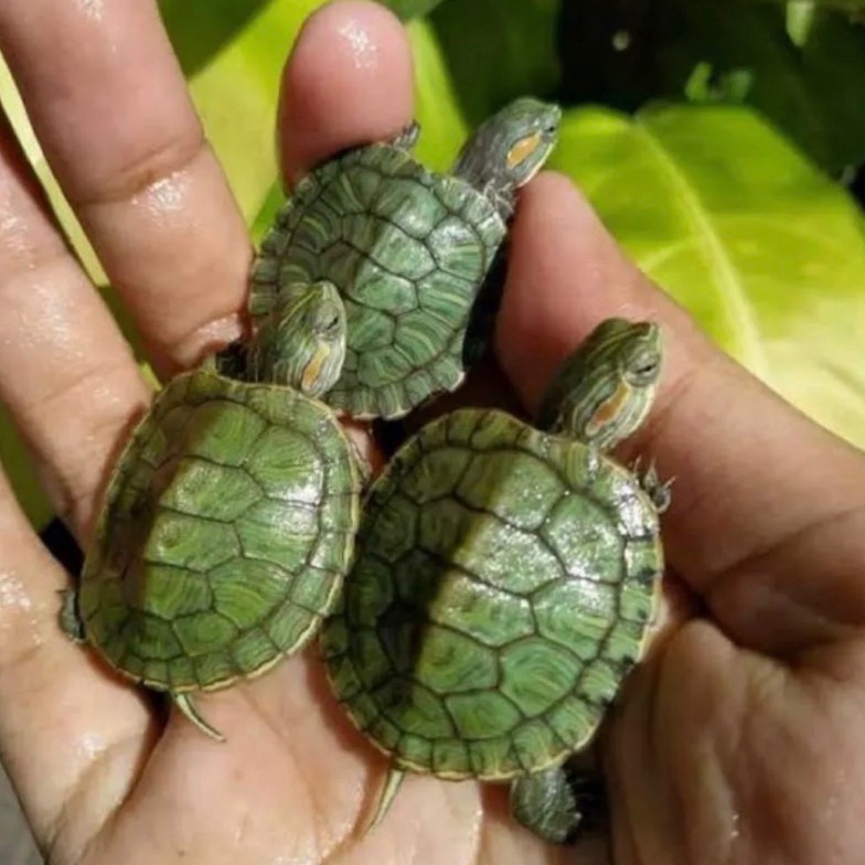 Terkini HIASAN AQUARIUM KURA KURA BRAZIL SIZE BABY 60