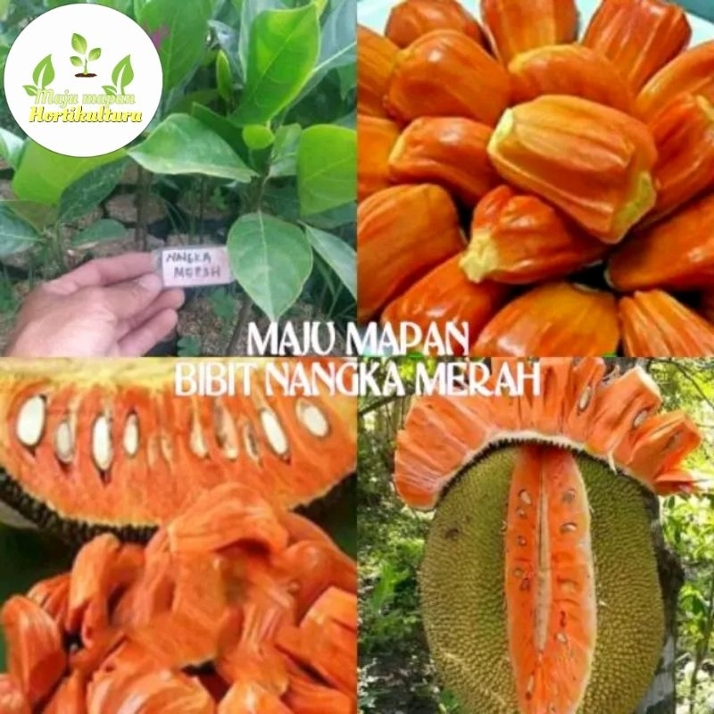 BIBIT NANGKA MERAH SUPER
