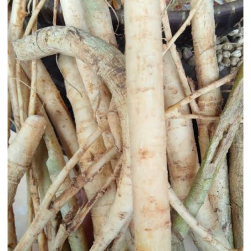

Akar Pepaya Segar 1kg