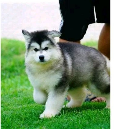 Boneka Alaskan malamute