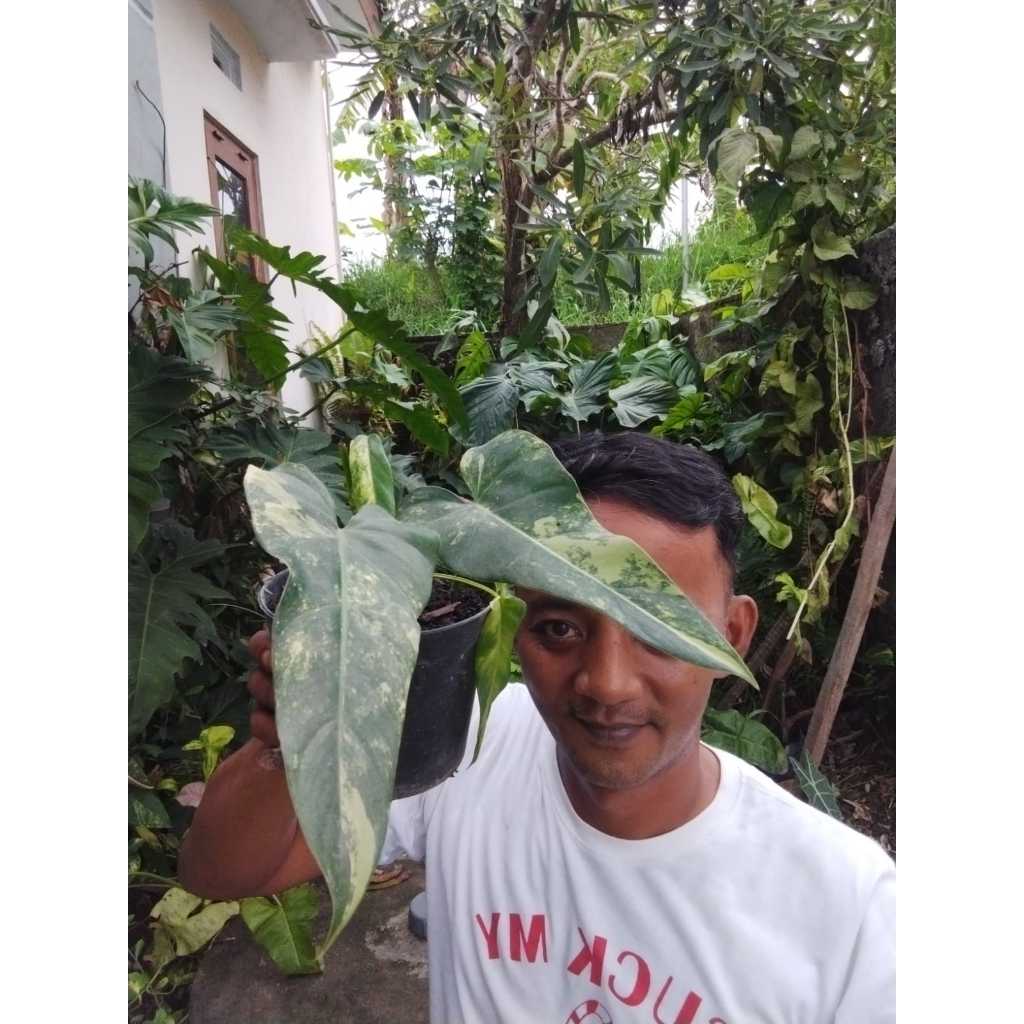 philodendron domesticum varigata