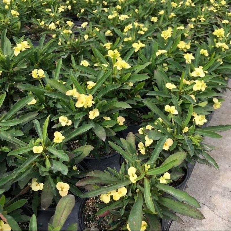 Tanaman euphorbia kuning muda tanaman hias obat obatan euphorbia kuning