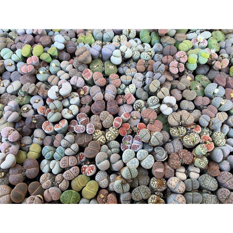 LITHOPS DOUBLE HEAD / LITHOPS JUMBO / LITHOPS BESAR / LITHOPS LIVING STONE