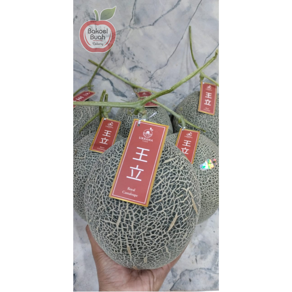 

Buah Melon Cantaloupe Jepang/ per buah