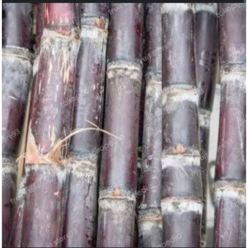 

Tebu Merah