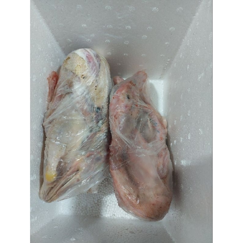 

bebek 1 ekor