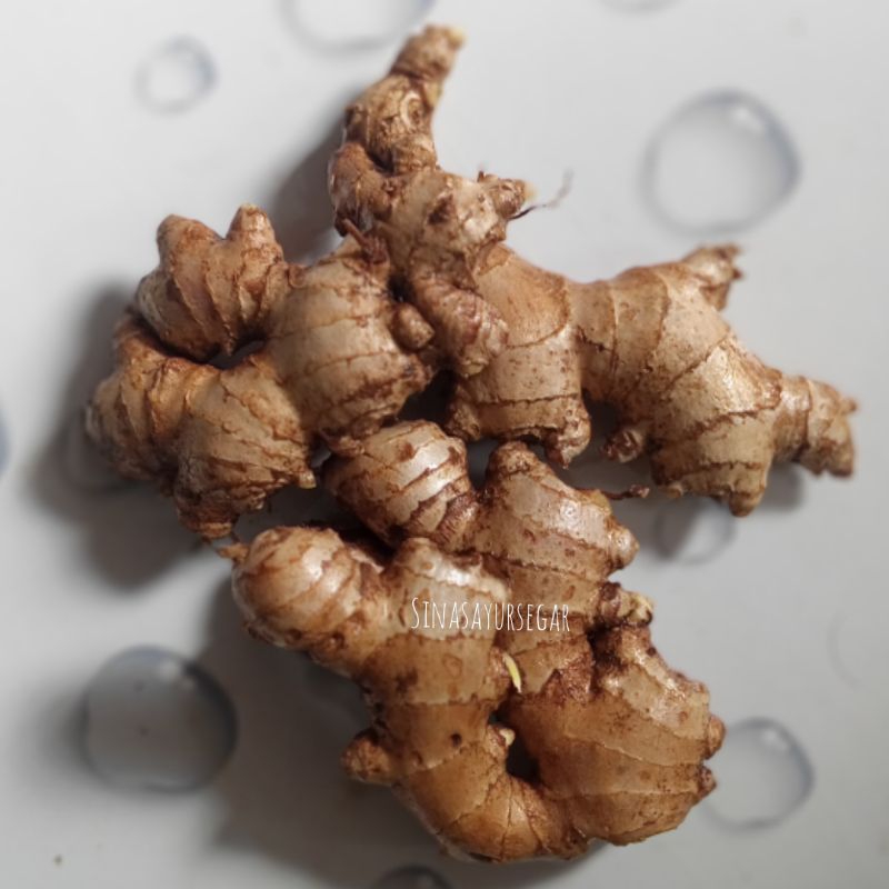 

Jahe Gajah Fresh Kualitas Super 500gram