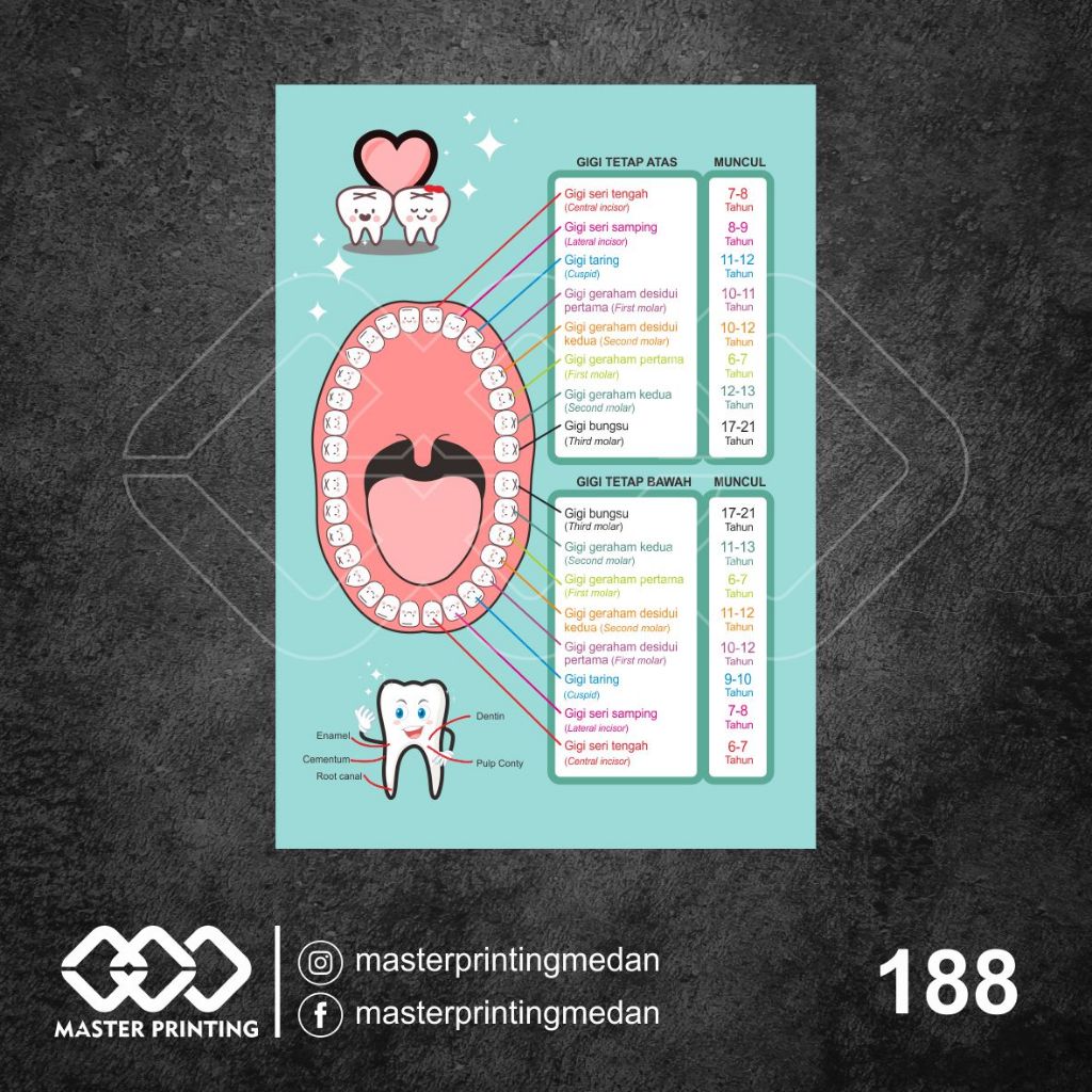 

188 - Stiker Gambar Susunan Gigi, Sticker Vinyl, Premium, Tahan Air, Termurah, dan Bisa Custom