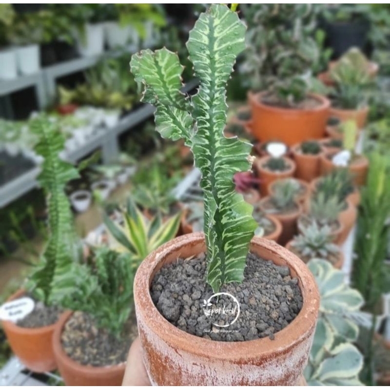 Kaktus Euphorbia Batik / Cactus Euphorbia