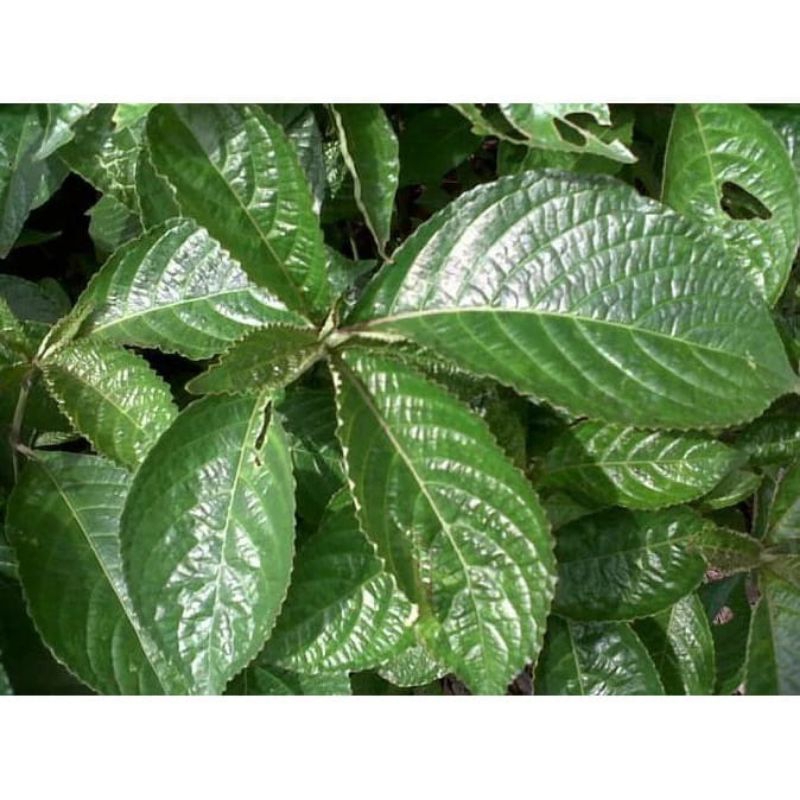 

10 Lembar Daun Kejibeling Segar Kecibeling Fresh Jamu Tanaman Pecahbeling Keji Beling Batu