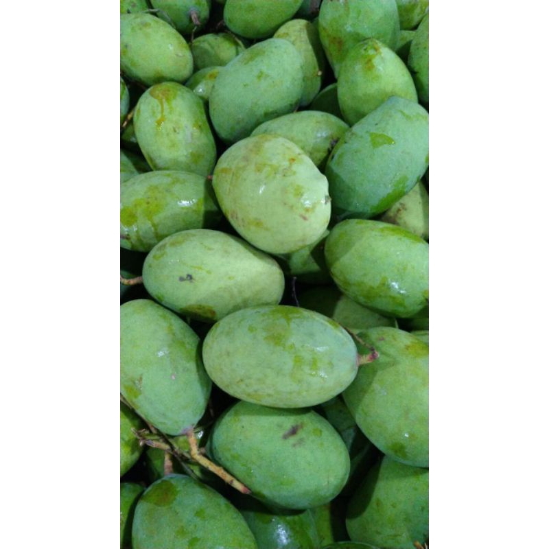 

Mangga Kaweni Cikampek 1kg/mangga Kaweni fress