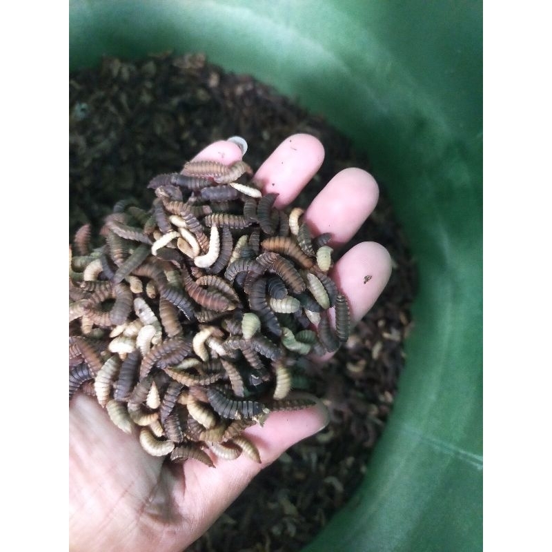Pupa/Prepupa Maggot BSF
